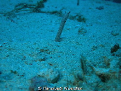Spotted Garden Eel - Heteroconger hassi by Hansruedi Wuersten 